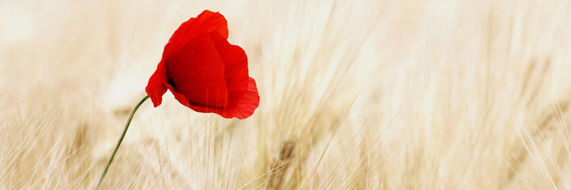 A poppy in a field