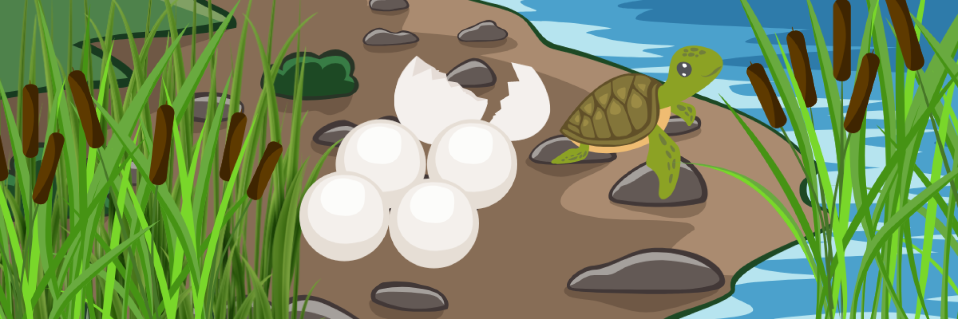 turtle incubator 