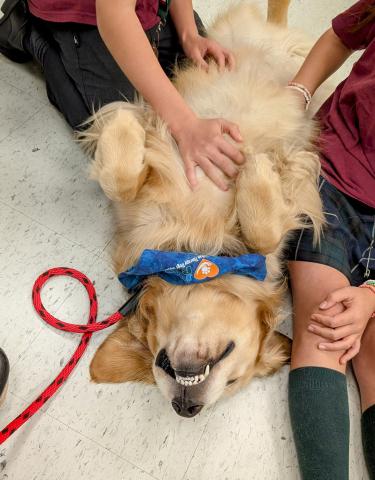 dog