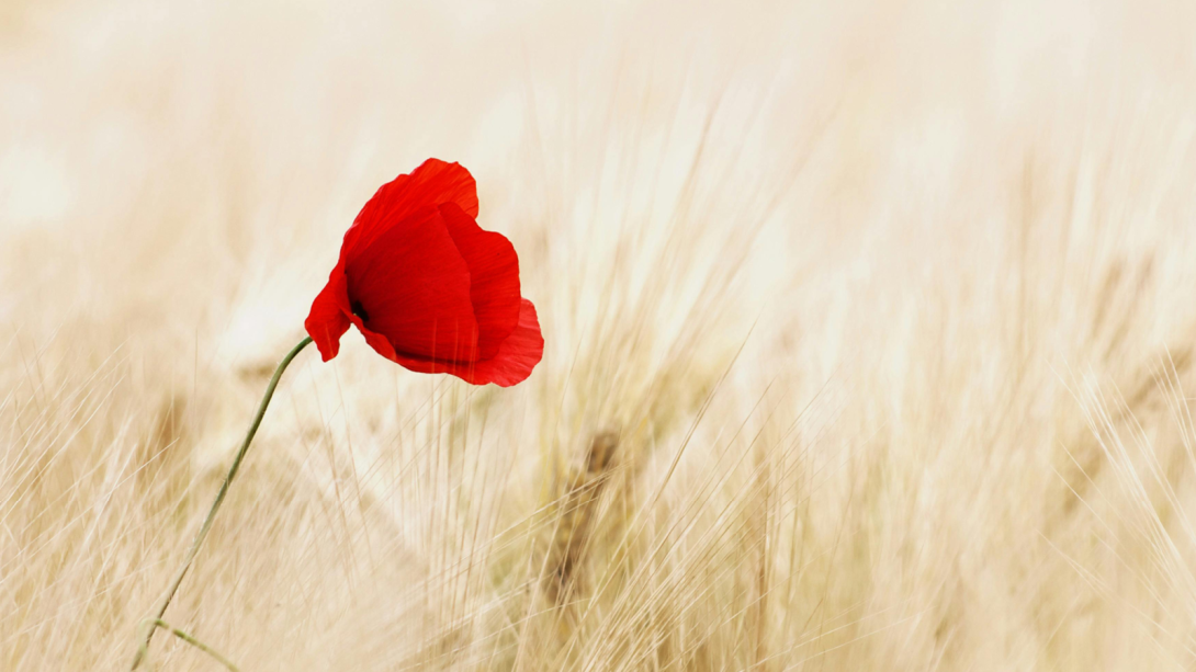 A poppy in a field